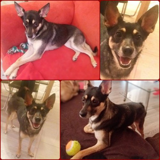 Grzeczna, mała, roczna suczka/pies do adopcji