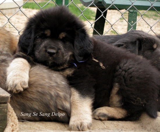 Szczenięta Mastiff Tybetańskiego po Championach