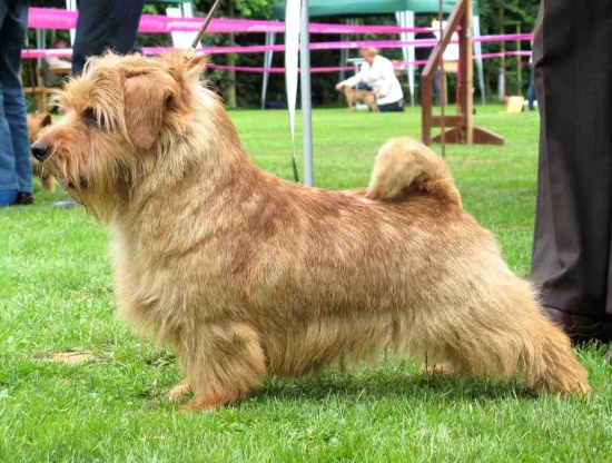Norfolk terrier