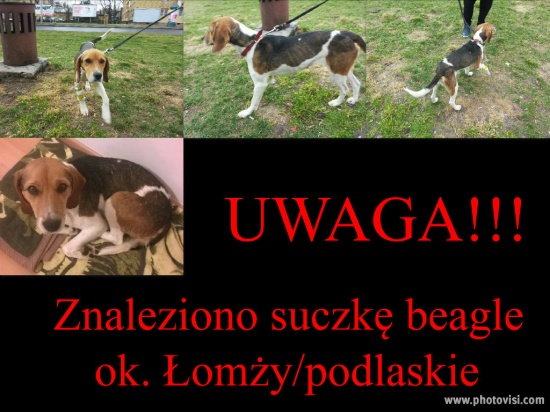 Znaleziono sunię beagle okolice Łomży