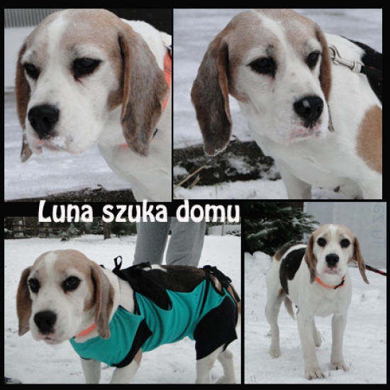 Piękna Luna czeka na dobry dom