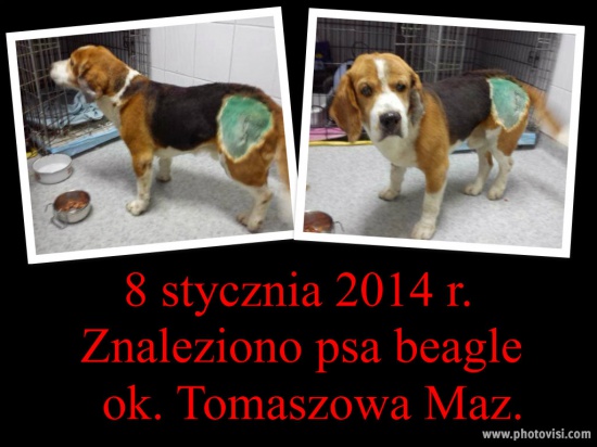 Znaleziono rannego psa beagle ok. Tomaszowa Mazowieckiego